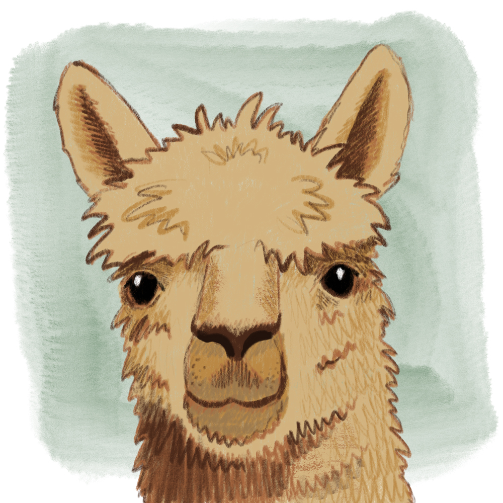 sarah chand digitale illustration Lieblingstier Lama