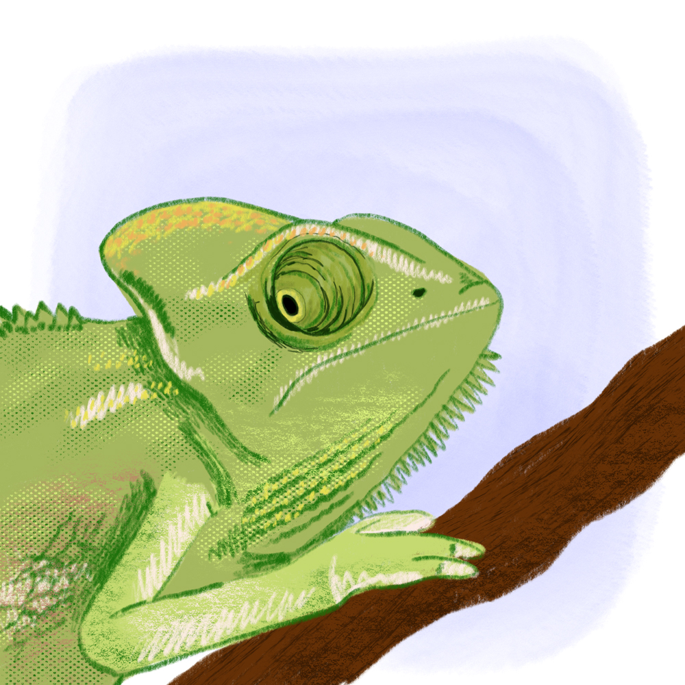 sarah chand digitale illustration Lieblingstier Chameleon