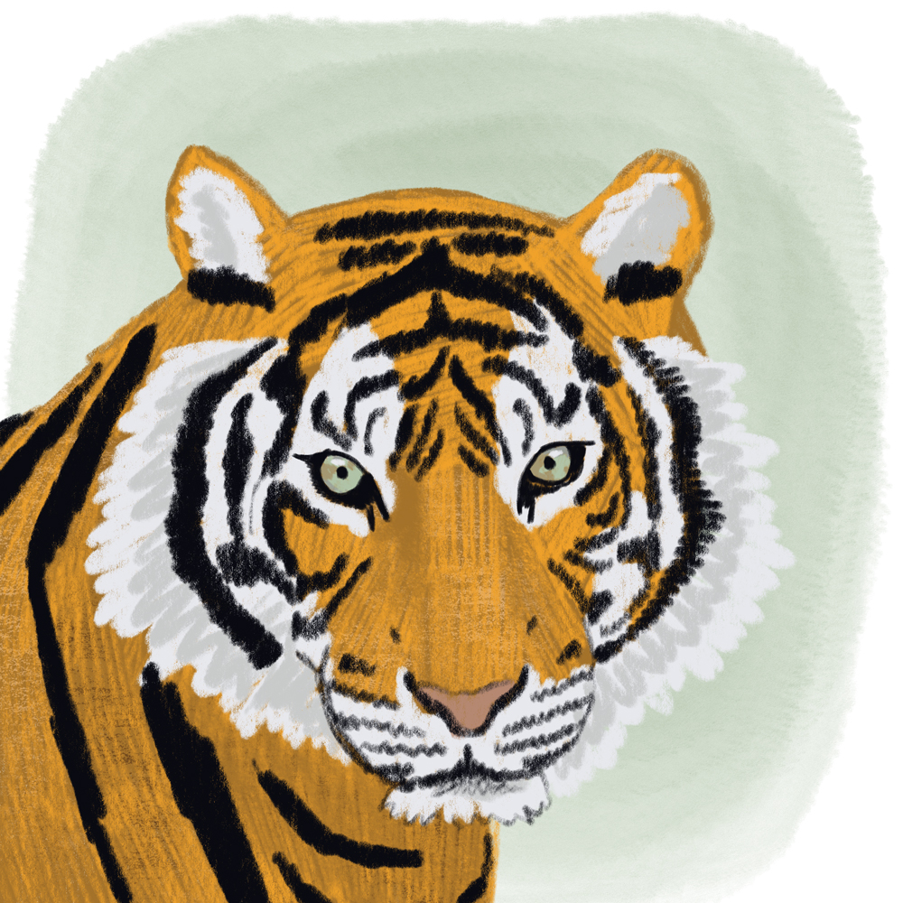 sarah chand digitale illustration Lieblingstier Tiger