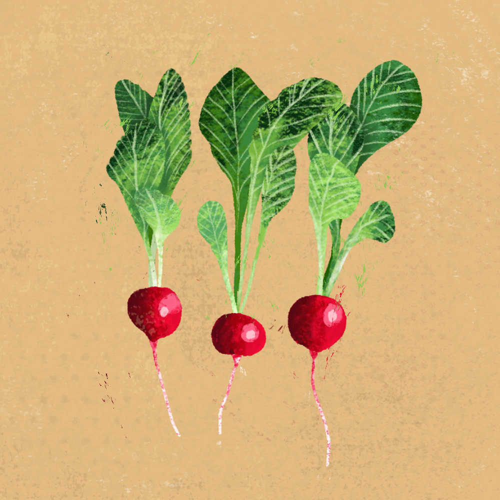 sarah chand food illustration radieschen (digitale illustration)