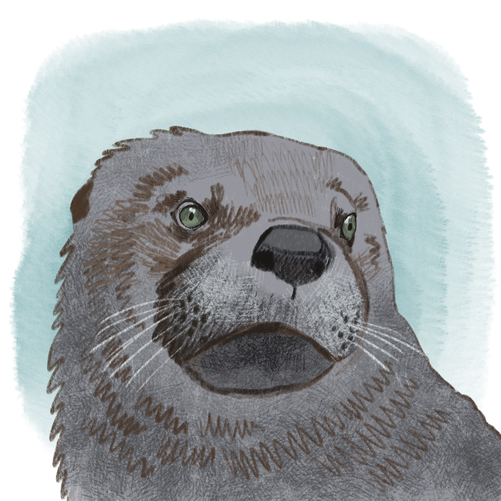 sarah chand digitale illustration Lieblingstier Otter