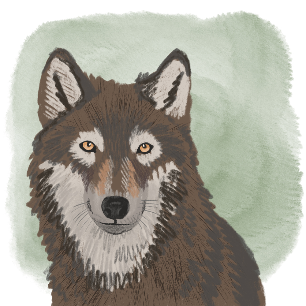 sarah chand digitale illustration Lieblingstier Wolf
