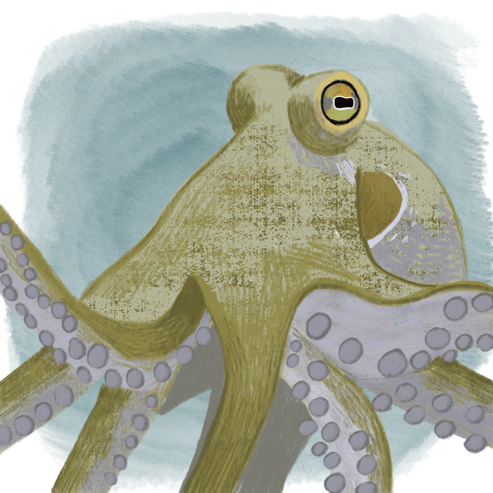 sarah chand digitale illustration Lieblingstier Oktopus