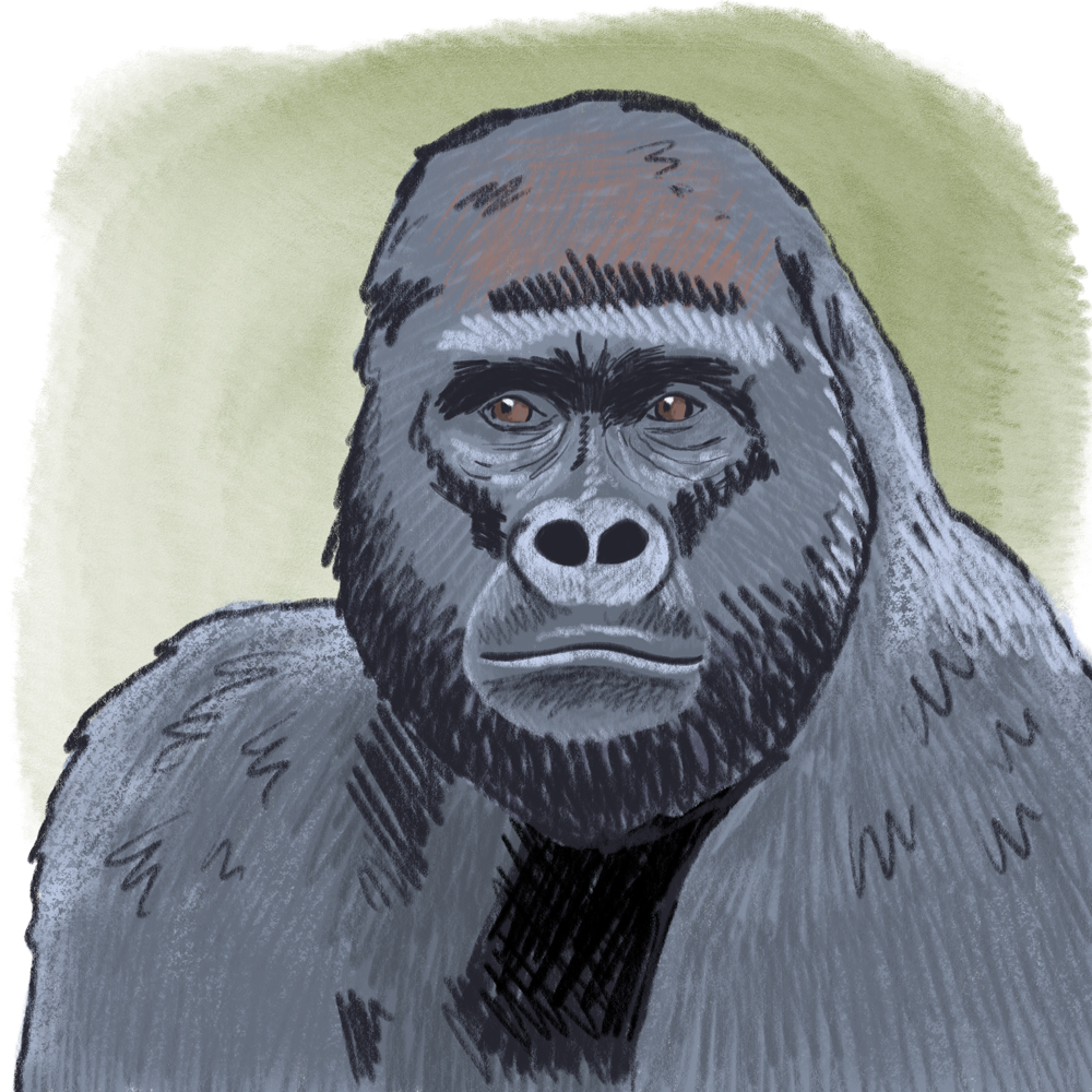 sarah chand digitale illustration Lieblingstier Gorilla